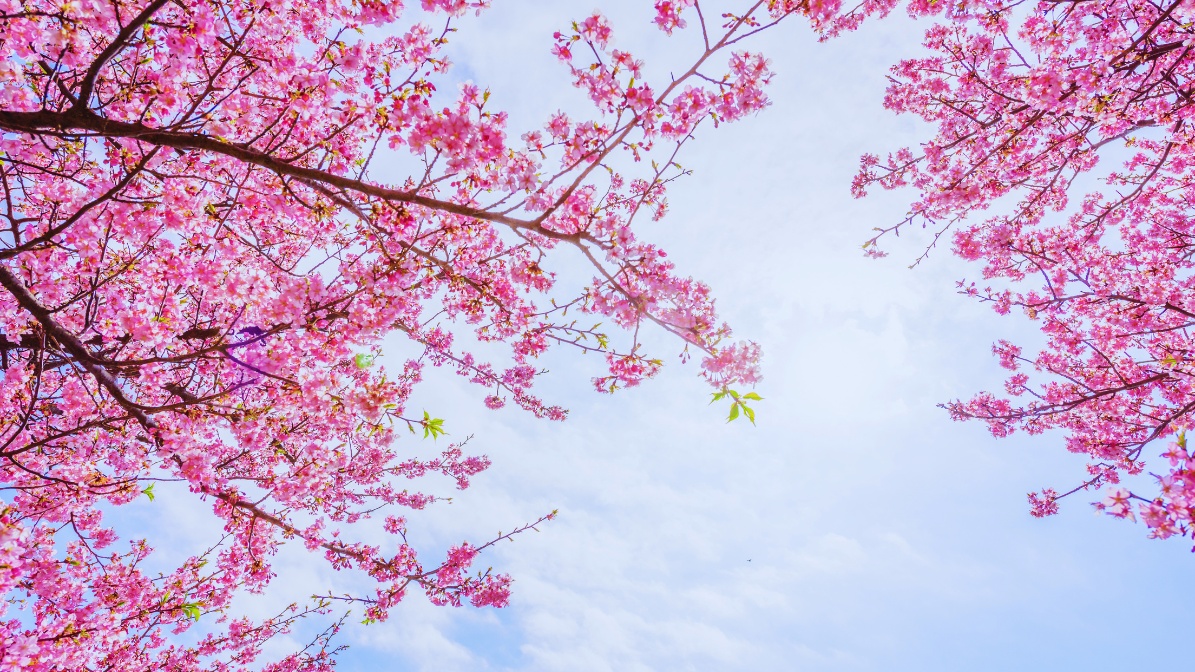 yeosu-cherry-blossoms-flower-view
