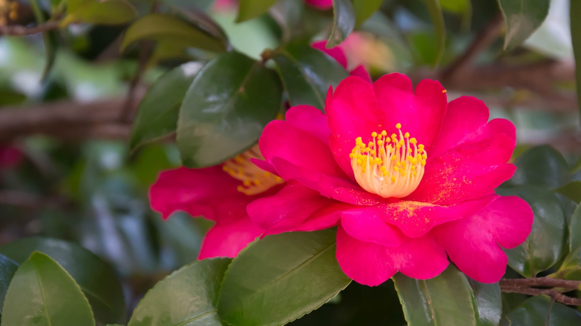 yeosu-odongdo-camellia-flower-view